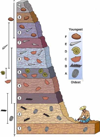 The Principle of Fossil Succession Fossil range the first and last appearance Each fossil has a unique range.
