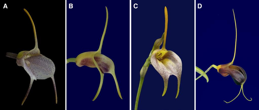 Masdevallia luerorum can be distinguished from other Costa Rican species by its broad yellow sepals suffused with reddish-purple (Fig. 5).