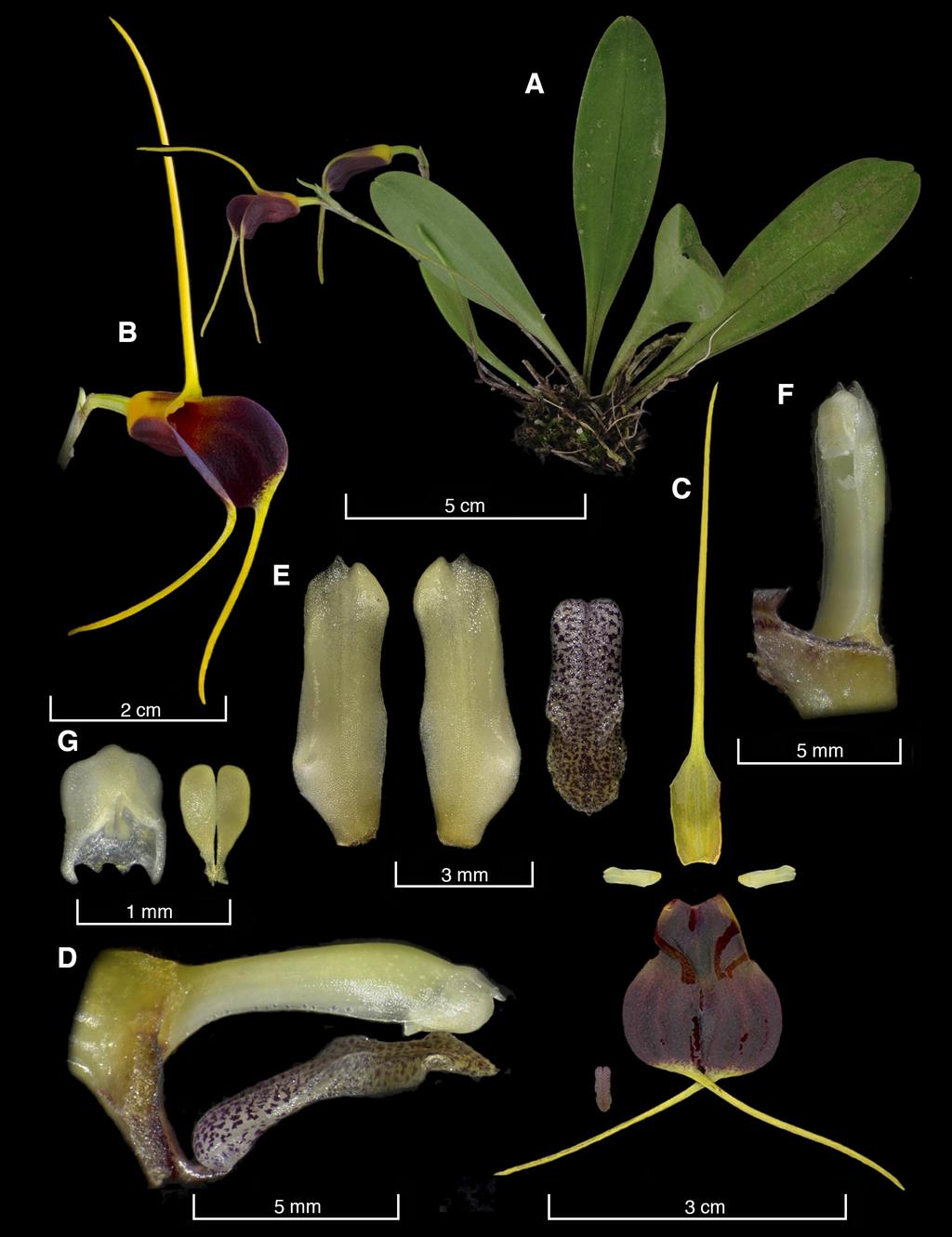 240 LANKESTERIANA Figure 6. LCDP of Masdevallia lata Rchb.f. A. Habit. B. Flower. C. Dissected perianth. D. Column and lip, lateral view. E.