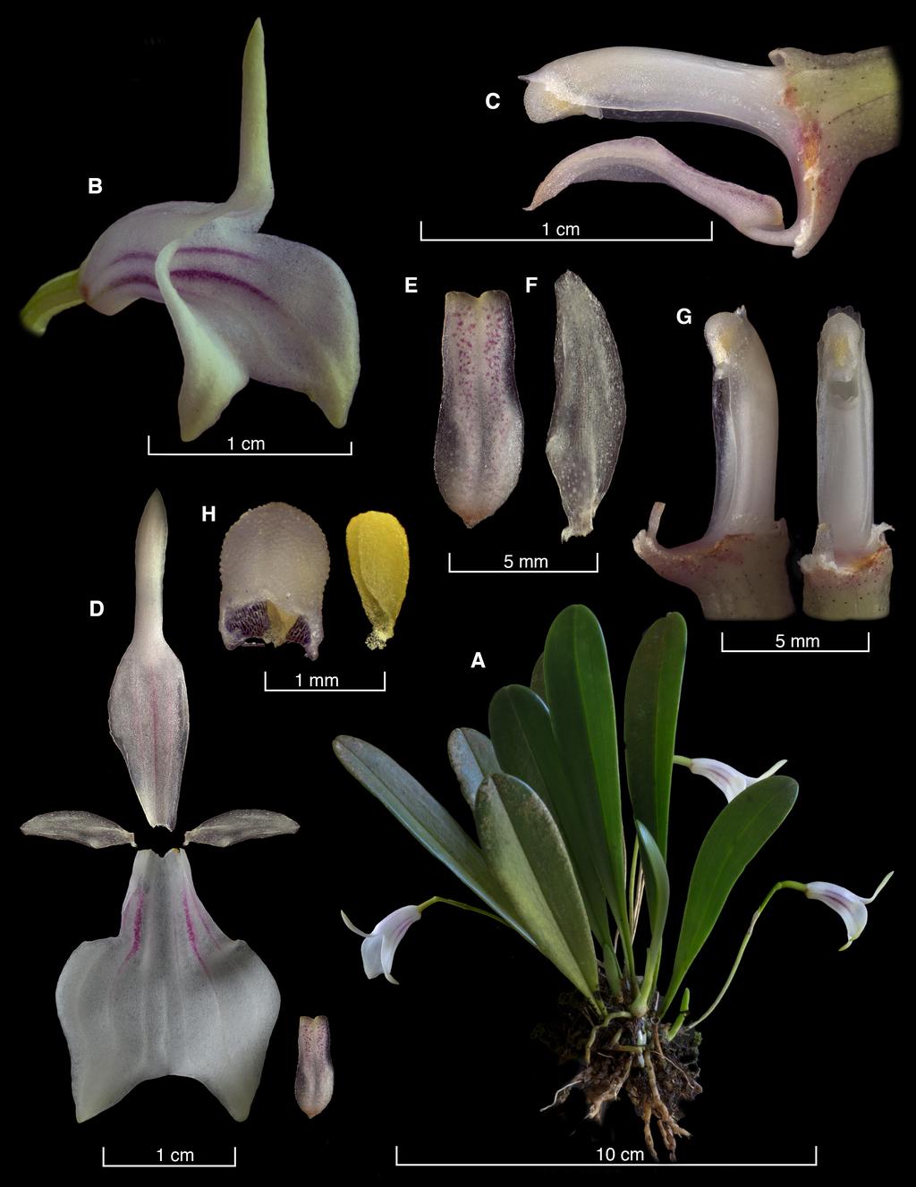 242 LANKESTERIANA Figure 7. LCDP of Masdevallia nicaraguae Luer. A. Habit. B. Flower. C. Ovary, column and lip, lateral view. D. Dissected perianth.