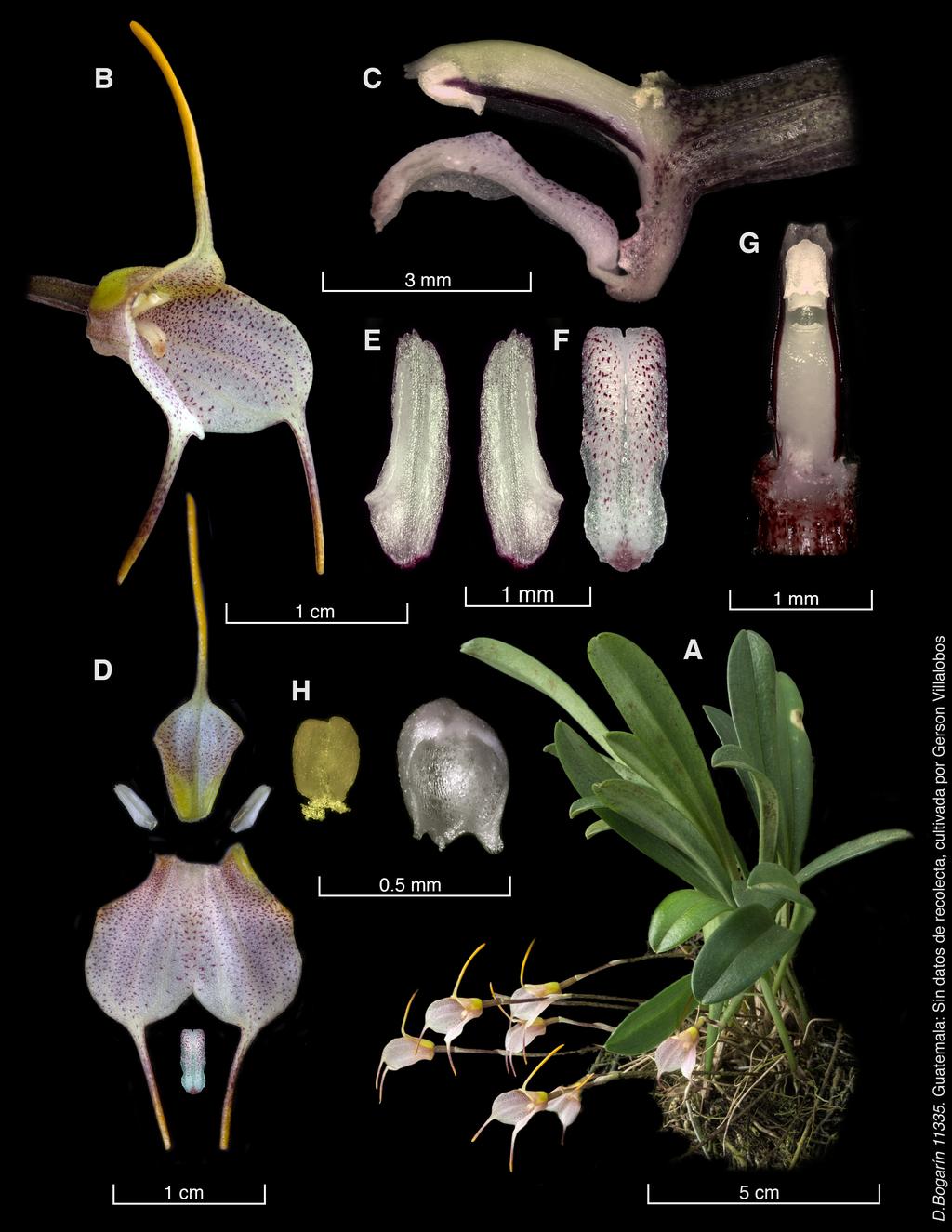 Bogarín et al. A New Species of Masdevallia 243 Figure 8. LCDP of Masdevallia floribunda Lindl. A. Habit. B. Flower. C. Ovary, column and lip, lateral view. D.