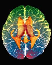 Nervous System highly organized brains control of