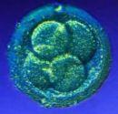 Sexual Reproduction 2 haploid gametes fuse to form a zygote (diploid cell) undergoes repeated