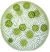 !!!! Kelp seaweed volvox slime molds Kingdom Archaebacteria Kingdom Archaebacteria consist of prokaryotic organisms.