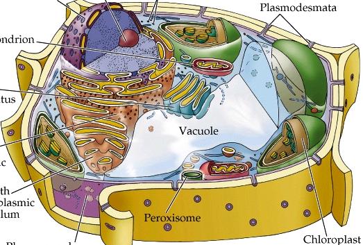 4 refresher) Chloroplasts -