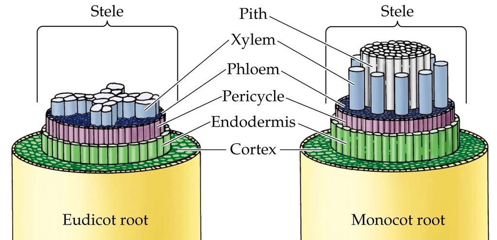 Roots The cortex food storage Endodermis waterproof layer keeps water from