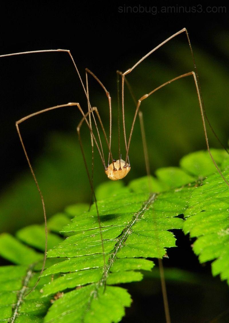 Case study: The Opiliones Tree of Life OPILIONES
