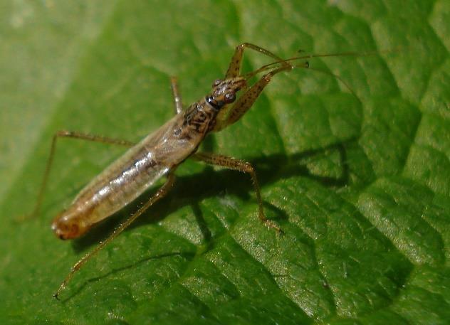 true bugs, comprising nearly 400 species worldwide. Nabids are generalist predators of small invertebrates mostly arthropods.