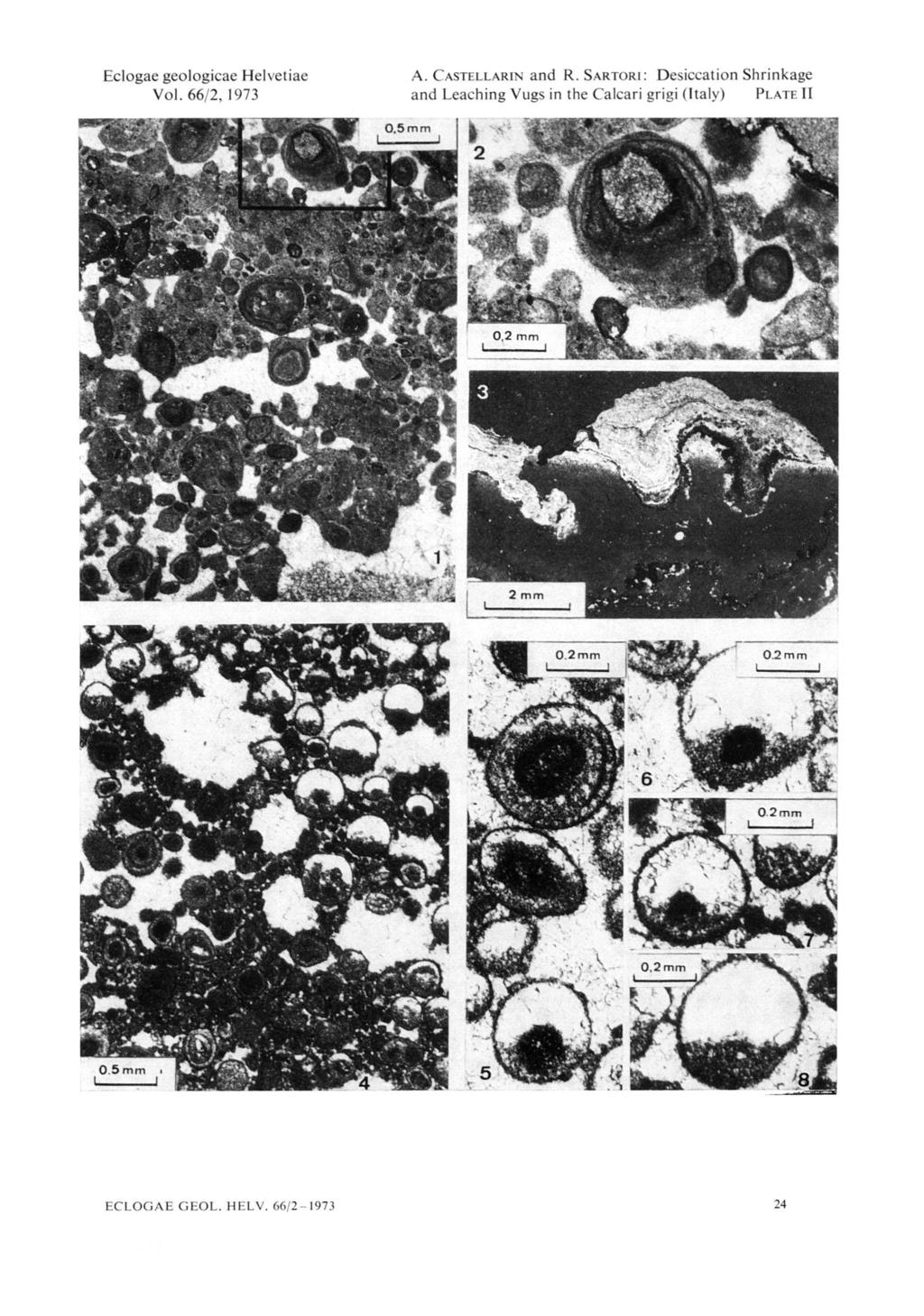 ' Eclogae geologicae Helvetiae Vol. 66/2, 1973 A. Castellarin and R. Sartori: Desiccation Shrinkage and Leaching Vugs in the Calcari grigi (taly) Plate X> ;x.