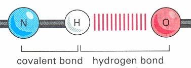 hemical Bonds/ydrogen bonds Lecture 2: 11 ydrogen bonds: A hydrogen is shared by