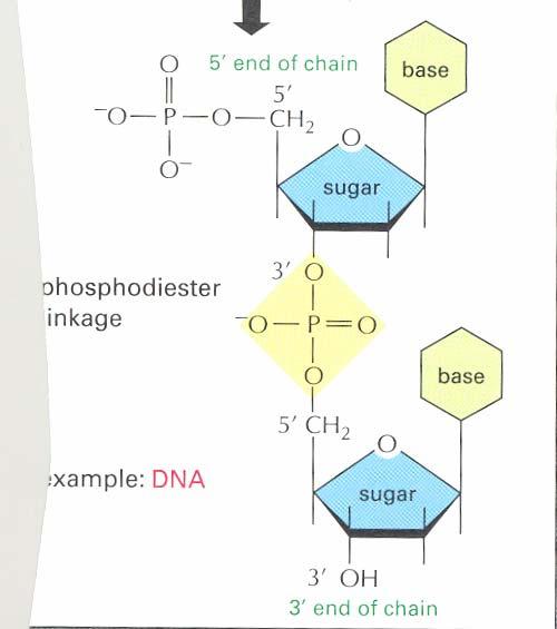 Primary Structure of DNA/dinucleotides