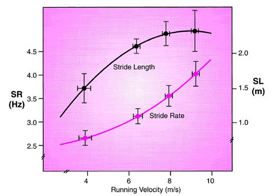 Stride Rate vs Stride Length Kinematics of Running Reserve text: Hamill & Knutzen, Chapter 8 (pages 319-323) Running Kinematics Ø Stride length (SL) and stride frequency (SF) are very commonly