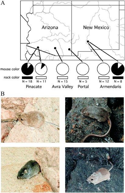 Example: Colour polymorphism in rock pocket mice (Chaetodipus intermedius) on and off black volcanic lava flows in southern Arizona (Hoekstra et al. 2004, Evolu<on) FIG. 1.