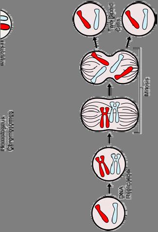 Genetic information transmission Meiosis Diploid cell's genome is replicated once and split twice produces four haploid (germ) cells each