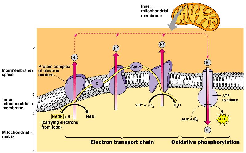 arriers Electron carriers pass electrons & to ET H cleaved off & FADH 2 electrons stripped
