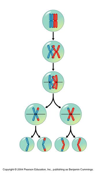 Crossing Over Crossing over Homologous chromosomes exchange genetic information (trade pieces) Genetic recombination occurs (new combinations & variations produced)