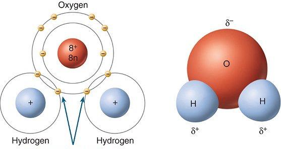 attraction of an atom to a shared pair of electrons The more electronegative atom will pull more of the bonding
