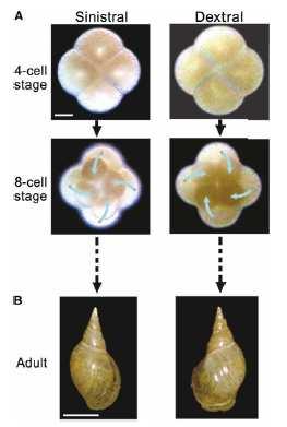 Story 1: Spiral cleavage in snails Experimental a) 1st 4 cells form a square 4 daughter cells on top with twist (WT in dextral sense). b) Twist depends on actin [ Y.