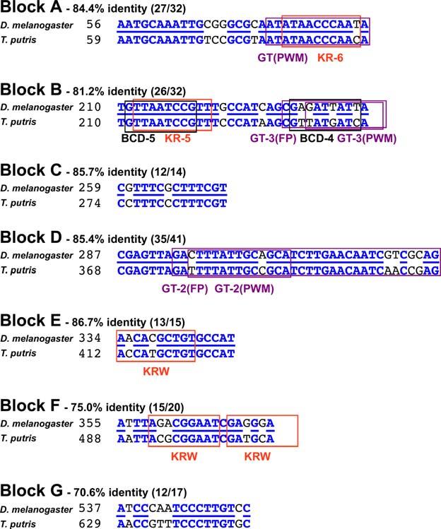 Figure 3. Sequence for identity blocks between Drosophila and Themira eve stripe 2 enhancers.