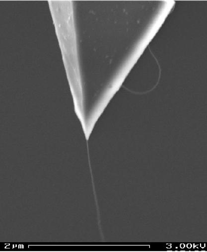 Nanotubes as AFM tips Image from Jason Hafner.