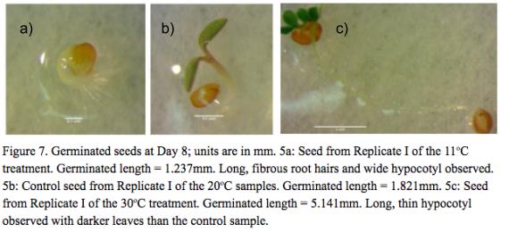 slower rate of hypocotyl growth and the longer duration of time required for the seeds to germinate.