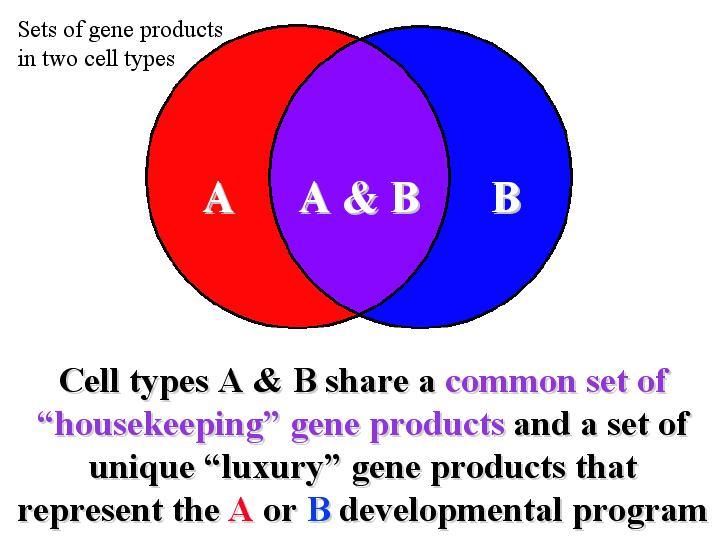 How can we observe that cells from two tissues express different genes? Below are two blots: the Southern blot shows that tissues A and B both contain a particular gene.
