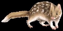The insect population would decrease, as there would be an overwhelming amount of bandicoots eating them. 2. Bettong, or Rat Kangaroo, eat roots, tubers and fungi.