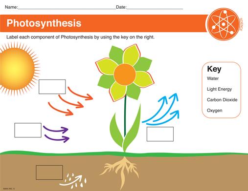 Photosynthesis VIDEO 3 - The Science Of Plants: Leaves and Photosynthesis (4 min.) 7. Plants need light to produce food through the process of photosynthesis.