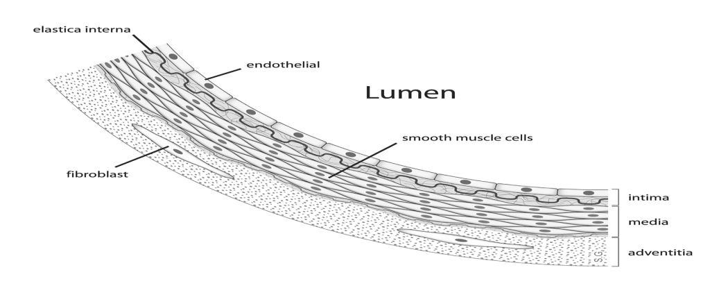 The Tunica media or the main lining of the vessels includes the most vessels body and consisted of muscle cells and elastic by categories formation of collagen.