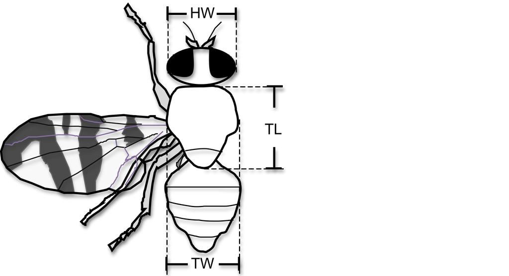 Adult size A Thorax length (mm ± SE) Thorax width (mm ± SE),6.6,5.5,4.4.3,3 Males,8.8,7.7,6.6,5.5,2,4 Adults obtained from,4.4 Mikra Kernitsa,5.5 Mikra,3.3,2.2 B Females prolonged dormancy are,4.