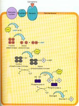 Organization: From Signaling To Metabolism 5 Metabolic Pathway (Glycolysis)