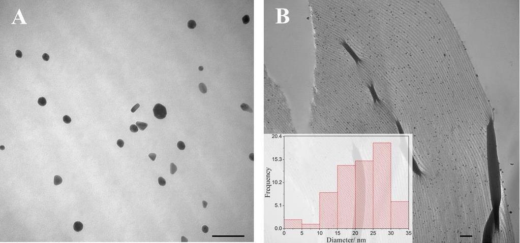 Cross-sectioned transmission electron microscopy (TEM) images of the CNMP-Au composite film with different magnifications A)