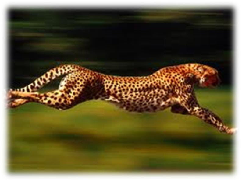 Whle chasng ts prey n a short sprnt, a cheetah starts rom rest and runs 45 m n a straght lne, reachng a nal speed o