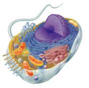 Types of cells bacteria cells