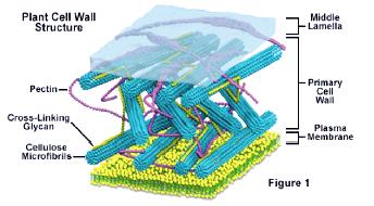 Cell Wall NOT found in animal cells! Plant cell walls are composed mostly of cellulose.