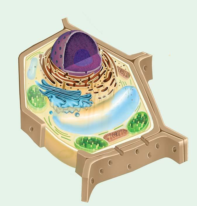 Cell wall Cell membrane PLANT CELL Nucleus (contains DNA) Rough endoplasmic