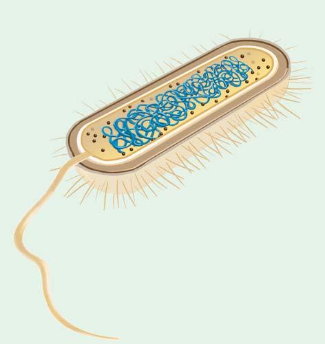 endoplasmic reticulum Central vacuole Cytoskeleton Chloroplast Vesicle