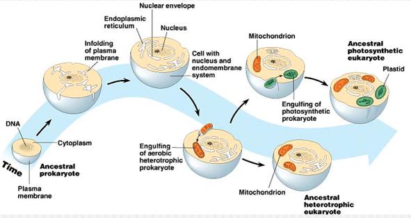 Endosymbiosis theory raised by Lynn Margolis in 1970 suggests that mitochondria and chloroplasts of eukaryotes are actual descendants of ancient prokaryotes.