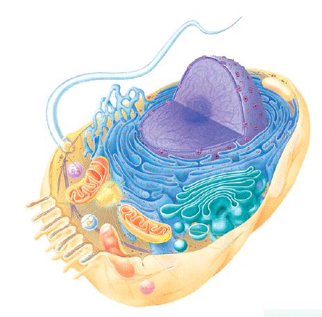ORGANELLES. Many of these organelles are MEMBRANE-BOUND.