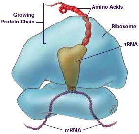 (rrna) Produced in the nucleolus Two subunits that come together to form the