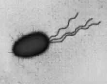 coli, a bacterium, powered by flagella Almost