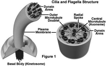 Structure of Cilia/Flagella n Although differences exist, flagella and cilia have a common structure and mechanism of movement n Both flagella and cilia are made of microtubules wrapped in an