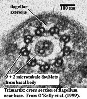 nine microtubule triplets arranged in a ring.