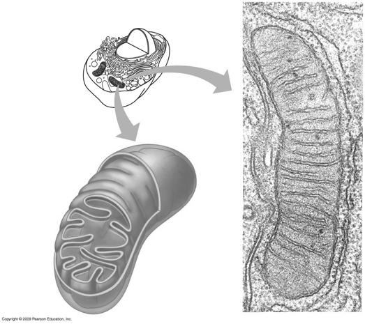 Mitochondria n Mitochondria are encased by two membranes : the outer and inner mitochondrial membrane n Space between the 2 membranes is called the intermembrane space n The inner mitochondrial