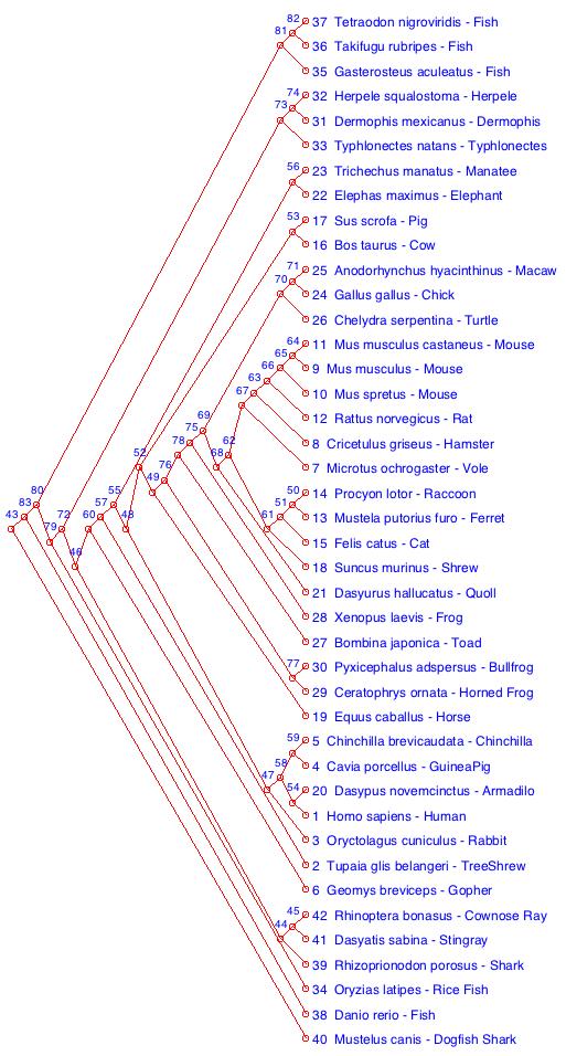 Fig. 11 The IPRI phylogenetic tree based on