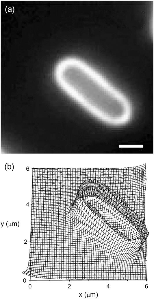 254 Reshes et al. FIGURE 3 The contour of the bacterium from Figs. 1 and 2. It was obtained using Ĩ th ¼ 0:35 and the interpolation procedure described in the text.