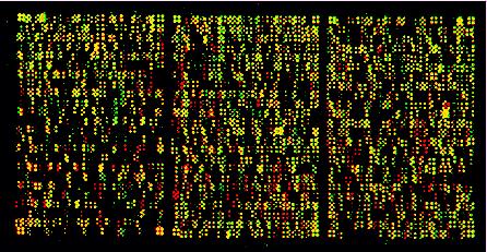 Expression neighborhood: all genes on a chip Green: First condition Red: Second condition Yellow: no