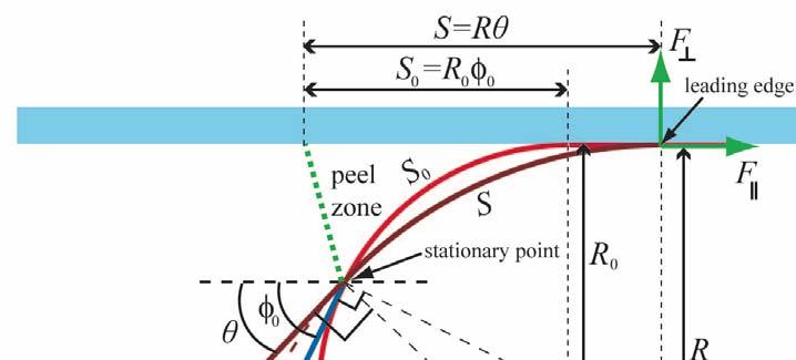 Peel Zone Model Based on a force balance Assumptions: Backing has a circular curvature The stationary point remains at a