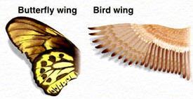 The forelimbs of flightless birds. C 5. DNA and RNA comparisons may lead to evolutionary trees or cladograms. D 6. Bird and Butterfly wings have same function but different structures. B. Would this be an example of divergent or divergent evolution?