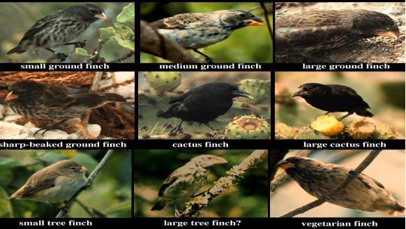 Darwin s Finches small birds on each island